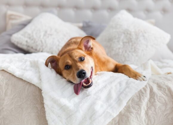 Dog-friendly hotels boise