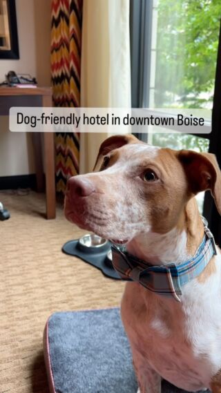 Our favorite dog-friendly hotel in downtown Boise is @hotel_43 

They make you and your four-legged family members feel so welcome! From the treat bags, dog beds, and even bowls…you’ll have the best stay! 

Too: make sure to call ahead to reserve a dog-friendly room.

#travelwithdogs #dogfriendly #downtownboise #boiseidaho #dogmom #idahomom