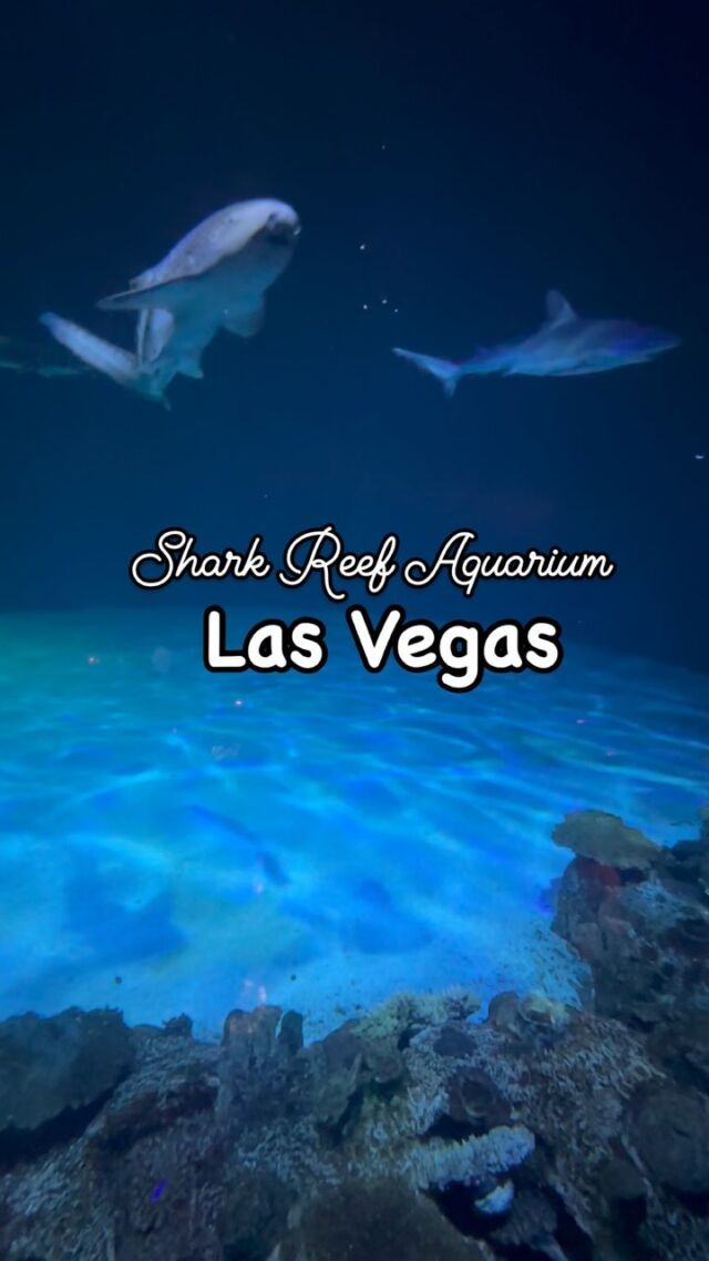 The Shark Reef Aquarium @mandalaybay is a unique aquarium, with over 2,000 species including beautiful fish, reptiles, and sea turtles. You can walk under sharks with one of the largest tanks in the U.S. 

It’s a fun indoor activity that kids will enjoy!

#sharks #aquarium #vegasvegas #travelwithkids #familyvacay #thingstodoinvegas